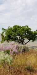 
      Left image
    